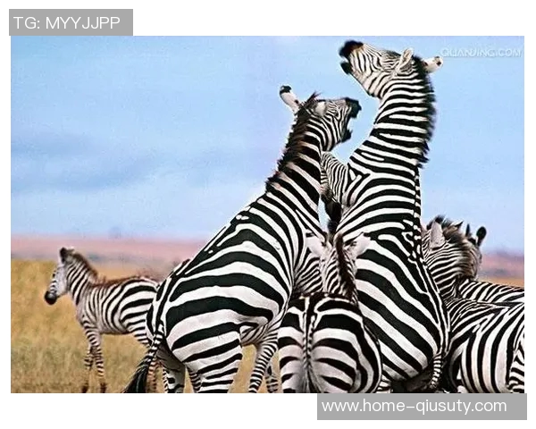 斑马与马的奇妙对比探讨它们的生活习性与生态适应性